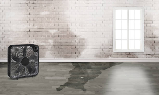 Best Water damage cleanup near me  in Selma, TX